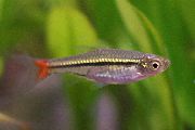 Расбора краснохвостая Rasbora borapetensis