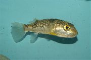 aquarium fish Milk-spotted pufferfish Chelonodon patoca spotted