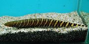 Смугастий Риба Гімнотус (Gymnotus tigre) фото