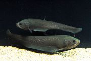 Сірий Риба Папірокранус (Papyrocranus) фото