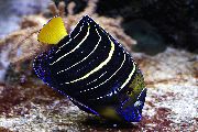 Ангел золотохвостый Pomacanthus chrysurus