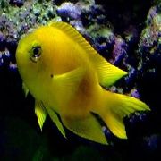 žuti Riba Kanarinac Duboko Djevojka Voda (Chrysiptera galba) foto