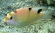 Dischistodus Rosa Peixe