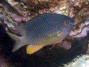 Стегастес Stegastes