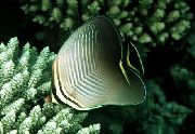Сірий Риба Метелик-Баронеса (Східна Трикутна Метелик) (Chaetodon Baronessa) фото
