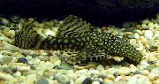 bodkovaný Ryby Krunýřovec (Ancistrus leucostictus) fotografie