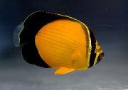 Рыба-бабочка арабская Chaetodon melapterus