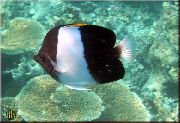 motley Kala Must Püramiid (Brushy Hammas) Butterflyfish (Hemitaurichthys zoster) foto