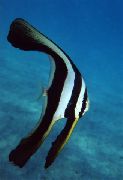 Смугастий Риба Платакс Тейр (Дліннопёрий Платакс) (Platax teira, Chaetodon teira) фото