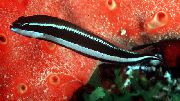 Псевдохромис сенкейи Pseudochromis sankeyi