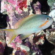Pseudanthias Grün Fisch
