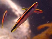 Смугастий Риба Трахінопс (Trachinops) фото