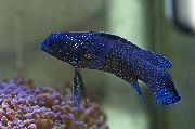 Плезиопс Plesiops