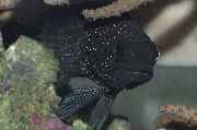 Чорний Риба Плезіопс (Plesiops) фото
