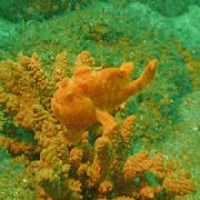 Foltos Hal Szeplős Frogfish (Antennarius coccineus) fénykép