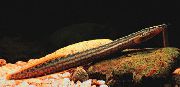 Getupft Fisch Reifen Spur Aal (Gymnothorax miliaris) foto