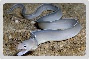 ������������ �������� Pseudechidna brummeri