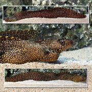 Spotted Fisk Jeweled Muränor (Muraena lentiginosa) foto