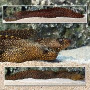 ������ ����������� Muraena lentiginosa