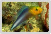 Псевдохромис битаениатус Pseudochromis bitaeniatus