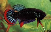 Коричневий Риба Бетта Чорна (Півник Карликовий, Чорний, Невоінственний) (Betta imbellis) фото