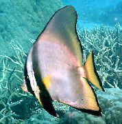 Csíkos Hal Pinnatus Batfish (Platax pinnatus) fénykép