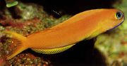 žuti Riba Midas Blenny (Ecsenius midas) foto