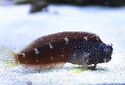Петнист Риба Звездното Blenny (Salarias ramosus) снимка