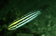 Собачка лирохвостая желтополосая Meiacanthus grammistes