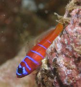 Catalina Goby (Goby Bluebanded) breac iasc