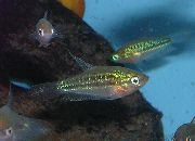 Sparkling Gourami, Pygmy Gourami Prata Peixe