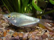 Moonlight Gourami Prata Peixe