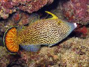 Плямистий Риба Первагор Спілосома (Pervagor spilosoma) фото