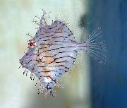 Хетодермис Chaetodermis pencilligerus