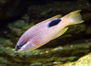 pruhované  Sedlová Prasa Ryby, Zostaňte Prasa Ryby (Bodianus bilunulatus) fotografie