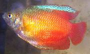 Punduris Gourami sarkans Zivs