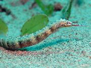 Spotted Fisk Dragonface Kantnål (Corythoichthys) foto