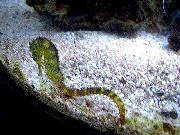Amarillo Pescado Tigre Cola Caballito De Mar (Hippocampus comes) foto