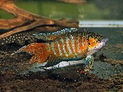 prugasta Riba Raj Ribe (Macropodus opercularis) foto