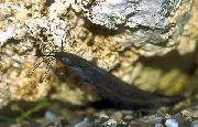 Heteropneustes Fossilis შავი თევზი
