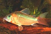 Corydoras Aeneus gull Fisk