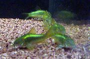 Corydoras Aeneus yeşil Balık