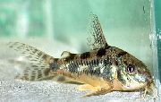 მყივანი თევზი Peppered Cory კატა (Corydoras paleatus) ფოტო