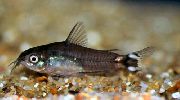 Corydoras Hastatus Vihreä Kala
