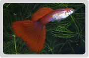 Rosso Pesce Guppy (Poecilia reticulata) foto