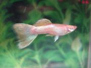 Guppy Rosa Peixe