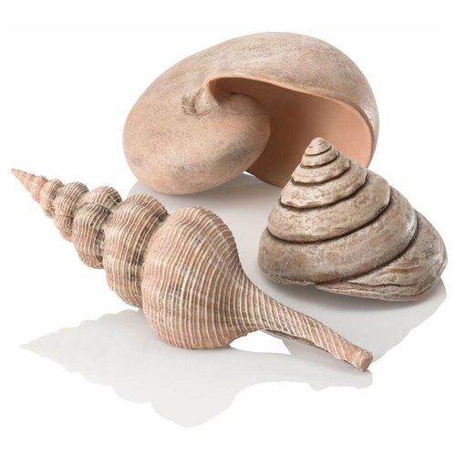    , Sea shell set 3 natural   -     , -,   