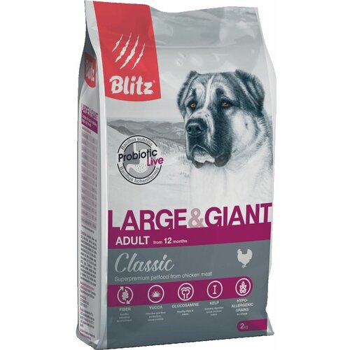   Blitz Classic Large & Giant       ( 25 ),  18 .,  , 2    -     , -,   