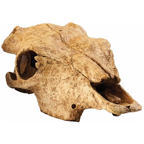     Hagen Exo-Terra Buffalo Skull