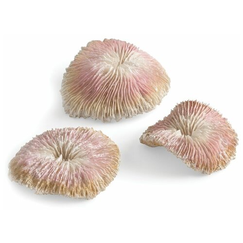    , Plate coral set   -     , -,   